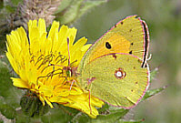 Clouded Yellow - Corton - July 26 2002 - Andrew Easton
