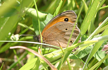 Meadow Brown ©Andrew Easton