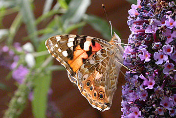 Painted Lady - July 2003 - ©Andrew Easton 