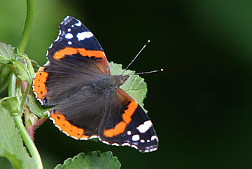 Red Admiral ©Andrew Easton