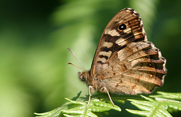 Speckled Wood ©Andrew Easton