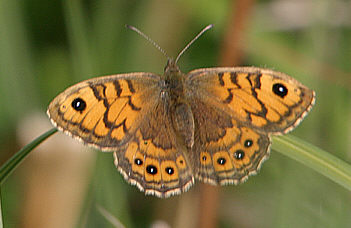 Wall Brown ©Andrew Easton