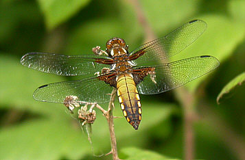 Broad-bodied Chaser ©Robert Wincup