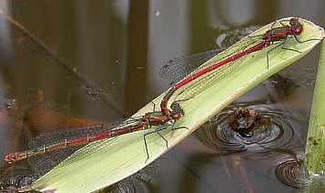 Large Red Damselfly ©Andrew Easton