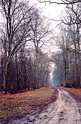 A view of the forest