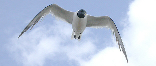 Sabine's Gull - Lowestoft South Pier - June 19, 2003 - ©Andrew Easton
