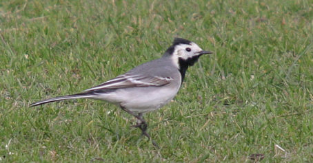 White Wagtail  © Andrew Easton