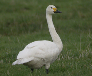 Bewick's Swan © Mike Parker