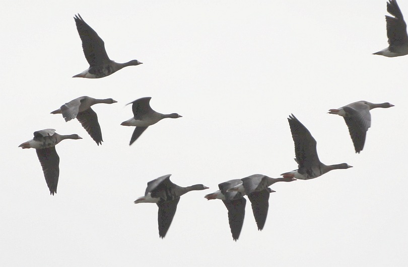 White-fronmted Geese