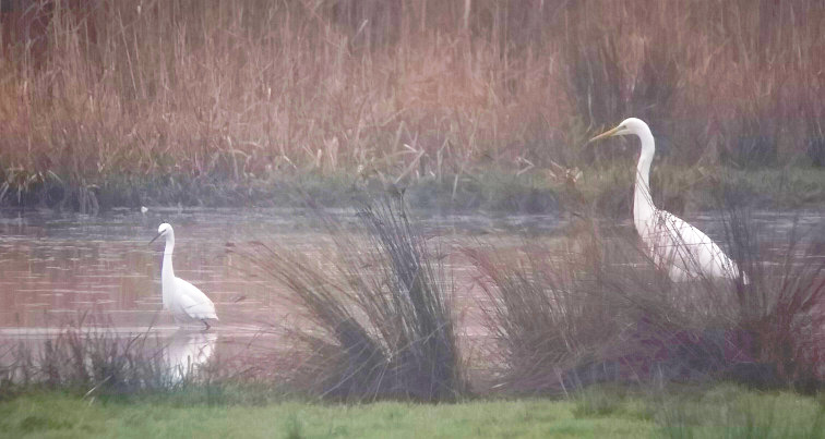 Great White and Little
                    Egret