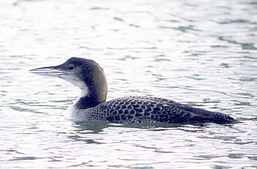 Great Northern Diver - ©Andrew Easton