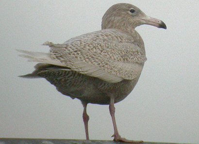 Glaucous Gull ©Sean Nixon