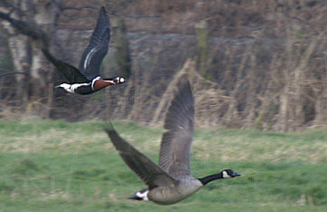 Red-breasted Goose & Canada Goose ©Andrew Easton