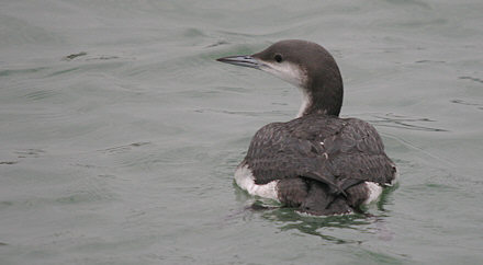 Black-throated Diver © Peter Ransome