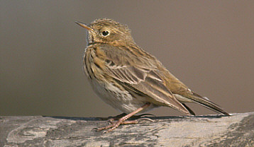 Meadow Pipit - ©Robert Wincup