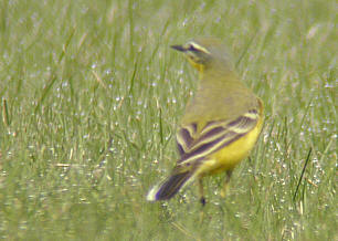 Blue-headed x Yellow Wagtail