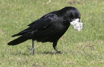 Carrion Crow ©Andrew Easton