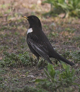 Ring Ouzel  © Chris Darby