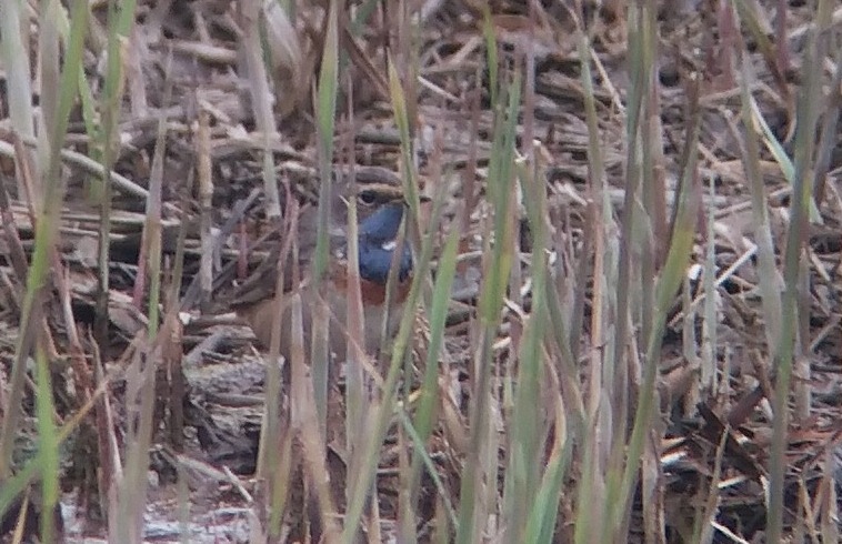 White-spotted Bluethroat