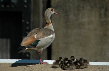 Egyptain Goose ©Shaun Hawkins