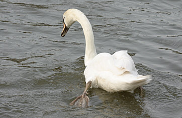 "Polish Swan" ©Andrew Easton