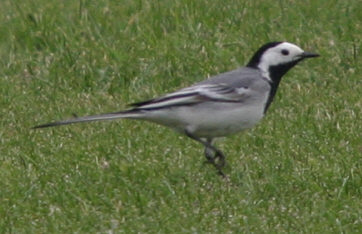 White Wagtail ©Andrew Easton