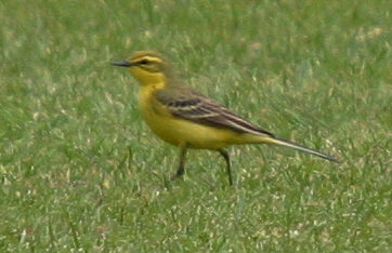 Yellow Wagtail ©Andrew Easton