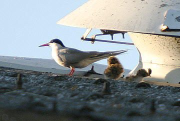 Common Tern ©Andrew Easton