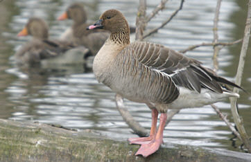 Pink-footed Goose  ©Andrew Easton