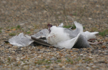 Decapitated Herring Gull ©Andrew Easton