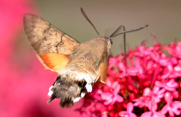 Hummingbird Hawk-moth ©Andrew Easton