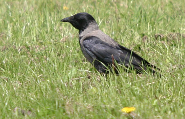 Hooded Crow x Carrion Crow hybrid ©Andrew Easton