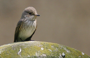 Spotted Flycatcher ©Andrew Easton