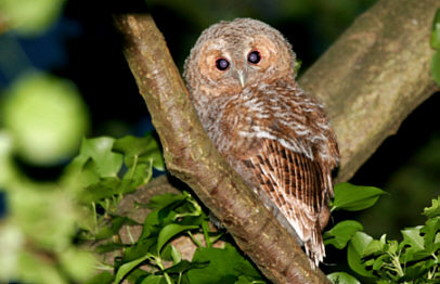 Tawny Owl © Tim Brown