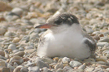 Common Tern - ©Andrew Easton