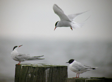 Little Gull & Common and Arctic Tern