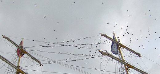 Starlings ©Derek Beamish