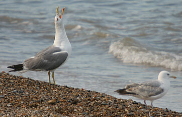 Yellow-legged Gull  ©Andrew Easton