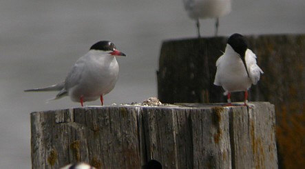 Roseate & Common Tern ©James Wright