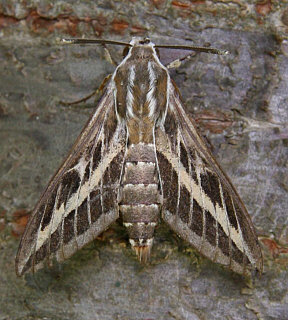 Striped Hawk-moth ©Chris Darby