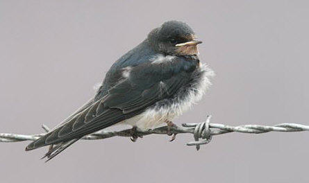 Swallow © Peter Ransome