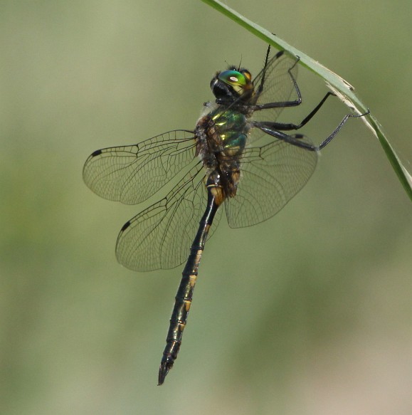 Yellow-spotted Emerald
