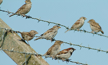House Sparrow ©Robert Wincup