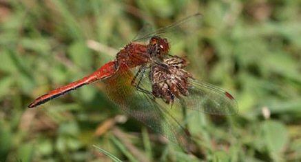 Yellow-winged Darter © Peter Ransome