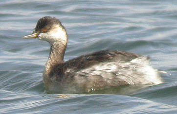 Black-necked Grebe ©Robert Wincup