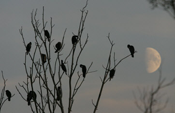 Cormorants ©Andrew Easton