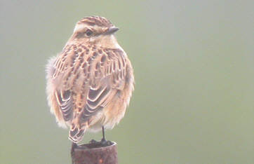 Whinchat ©Andrew Easton