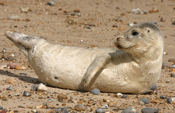 Common Seal  ©Andrew Easton