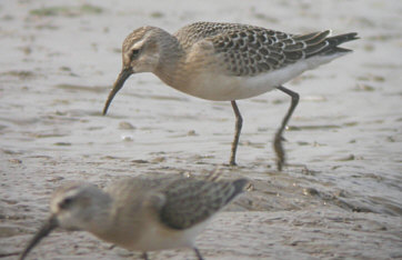 Curlew Sandpipers © Rob Wilton