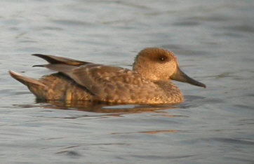 Marbled Teal © Rob Wilton